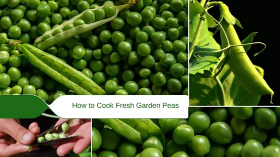 How to cook fresh garden peas with ease