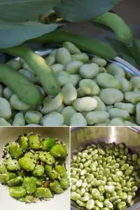 how to cook fresh broad beans easily 