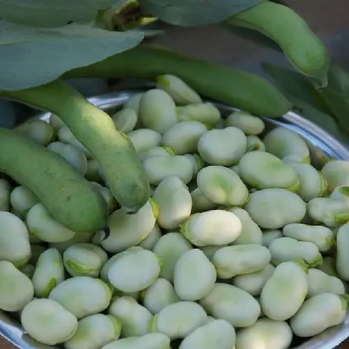 how to easily cook fresh broad beans