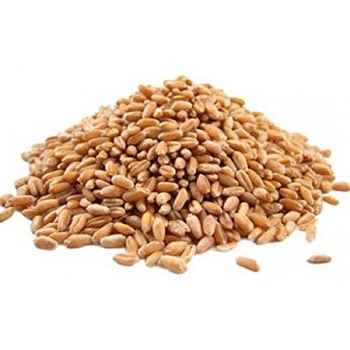 Organic Wheat Grain