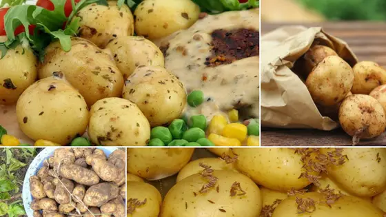 How to Cook New Potatoes on the Stove or in the Microwave – White River Kitchens