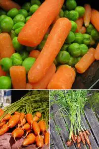 how to cook fresh baby carrots 