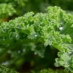 kale how to cook fresh