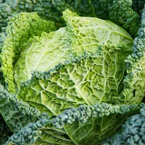 Easy Steamed Cabbage